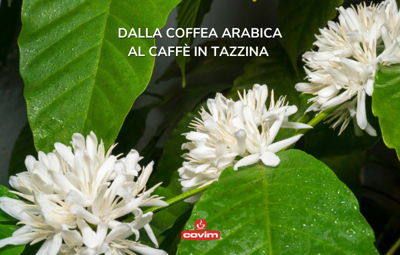 Covim Kahve Coffee Caffe Italian Espresso