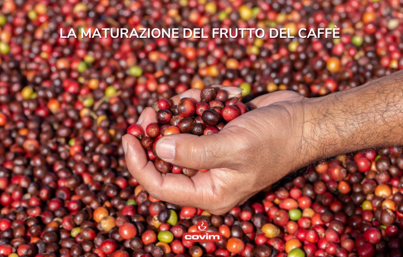 Covim Kahve Coffee Caffe Italian Espresso