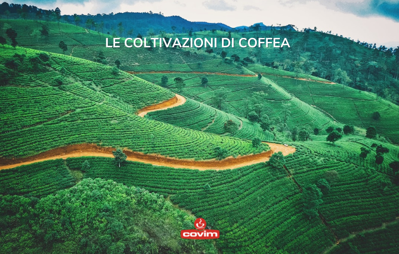 Covim Kahve Coffee Caffe Italian Espresso